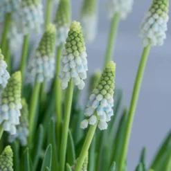 Muscari 'Esther' -UK Garden Plants Shop muscari esther 4 scaled