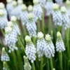 Muscari 'Esther' -UK Garden Plants Shop muscari esther 5 374275f4 06de 46ec a756 8f5190f59796