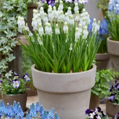 UK Garden Plants Shop -UK Garden Plants Shop muscari esther 6