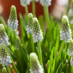 Muscari 'Esther' -UK Garden Plants Shop muscari esther 7
