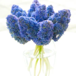 Muscari 'Fantasy Creation' -UK Garden Plants Shop muscari fantasy creation 1
