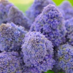 Muscari 'Fantasy Creation' -UK Garden Plants Shop muscari fantasy creation 3