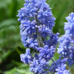 UK Garden Plants Shop -UK Garden Plants Shop muscari fantasy creation 6 scaled