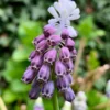 Muscari 'Grape Ice' -UK Garden Plants Shop muscari grape ice 0