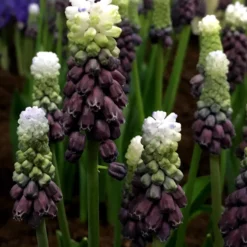 Muscari 'Grape Ice' -UK Garden Plants Shop muscari grape ice 1