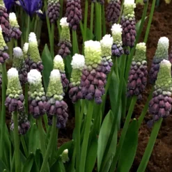 Muscari 'Grape Ice' -UK Garden Plants Shop muscari grape ice 2