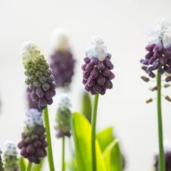 Muscari 'Grape Ice' -UK Garden Plants Shop muscari grape ice 3