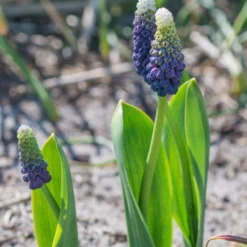 Muscari 'Grape Ice' -UK Garden Plants Shop muscari grape ice 4