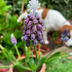 Muscari 'Grape Ice' -UK Garden Plants Shop muscari grape ice 6 scaled