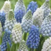 Muscari Collection 'Grapevine'