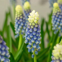 Muscari 'Julia' -UK Garden Plants Shop muscari julia 1 scaled