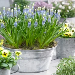Muscari 'Julia' -UK Garden Plants Shop muscari julia 10