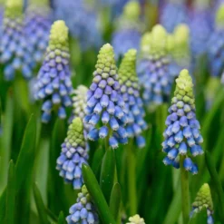 Muscari 'Julia' -UK Garden Plants Shop muscari julia 2 scaled