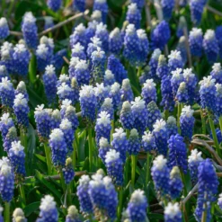 Muscari 'Julia' -UK Garden Plants Shop muscari julia 3 scaled