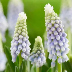 Muscari 'Julia' -UK Garden Plants Shop muscari julia 5