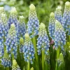 Muscari 'Julia' -UK Garden Plants Shop muscari julia 7