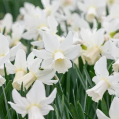 Narcissus 'Lady Madonna' -UK Garden Plants Shop muscari lady madonna 2 scaled