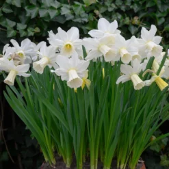 Narcissus 'Lady Madonna' -UK Garden Plants Shop muscari lady madonna 4 scaled