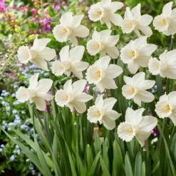 Narcissus 'Lady Madonna' -UK Garden Plants Shop muscari lady madonna 5