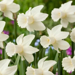 Narcissus 'Lady Madonna' -UK Garden Plants Shop muscari lady madonna 7