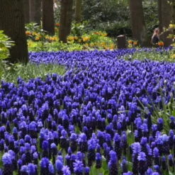 Muscari Latifolium -UK Garden Plants Shop muscari latifolium 15