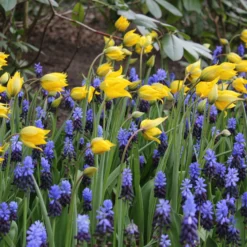 Muscari Latifolium -UK Garden Plants Shop muscari latifolium 2