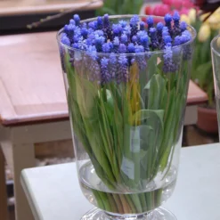 Muscari Latifolium -UK Garden Plants Shop muscari latifolium 3