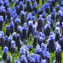 Muscari Latifolium -UK Garden Plants Shop muscari latifolium 4