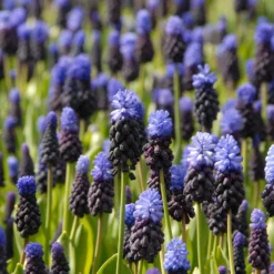 Muscari Latifolium -UK Garden Plants Shop muscari latifolium 5
