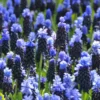 Muscari Latifolium
