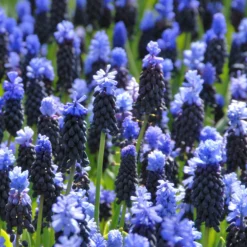 Muscari Latifolium