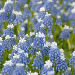 Muscari 'Mount Hood' -UK Garden Plants Shop muscari mount hood 2