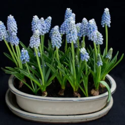 Muscari 'Mount Hood' -UK Garden Plants Shop muscari mount hood 3