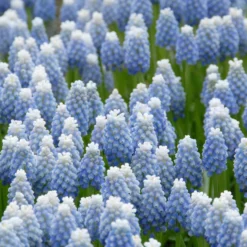 Muscari 'Mount Hood' -UK Garden Plants Shop muscari mount hood 4