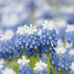 Muscari 'Mount Hood' -UK Garden Plants Shop muscari mount hood 5