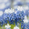 Muscari 'Mount Hood' -UK Garden Plants Shop muscari mount hood 6