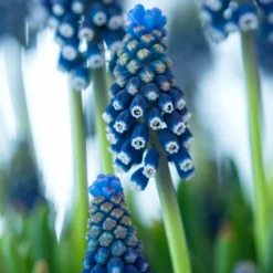 Muscari 'Night Eyes' -UK Garden Plants Shop muscari night eyes 00 scaled