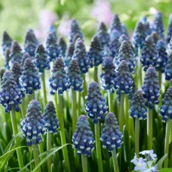 Muscari 'Night Eyes' -UK Garden Plants Shop muscari night eyes 10