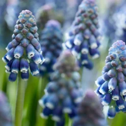 Muscari 'Night Eyes' -UK Garden Plants Shop muscari night eyes 11