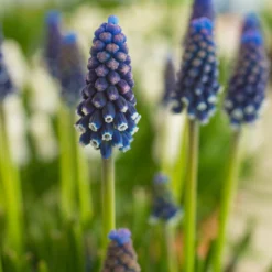 Muscari 'Night Eyes' -UK Garden Plants Shop muscari night eyes 2 scaled