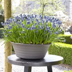 Muscari 'Night Eyes' -UK Garden Plants Shop muscari night eyes 5