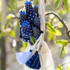 Muscari 'Night Eyes' -UK Garden Plants Shop muscari night eyes 6