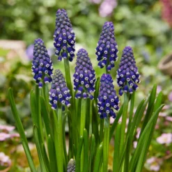 Muscari 'Night Eyes' -UK Garden Plants Shop muscari night eyes 7