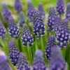Muscari 'Night Eyes' -UK Garden Plants Shop muscari night eyes 8