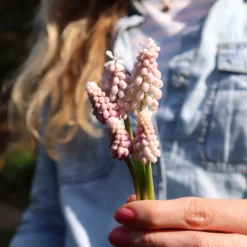 Muscari 'Pink Sunrise' -UK Garden Plants Shop muscari pink sunrise 02