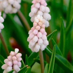 Muscari 'Pink Sunrise' -UK Garden Plants Shop muscari pink sunrise 1