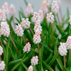 Muscari 'Pink Sunrise' -UK Garden Plants Shop muscari pink sunrise 2 scaled