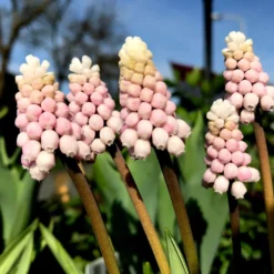 Muscari 'Pink Sunrise' -UK Garden Plants Shop muscari pink sunrise 2 07c7fe54 7712 4809 9e14 fbeaa45b7df0