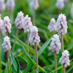 Muscari 'Pink Sunrise' -UK Garden Plants Shop muscari pink sunrise 3 scaled