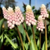Muscari 'Pink Sunrise' -UK Garden Plants Shop muscari pink sunrise 3 e23d8e54 e751 4985 8fab 46be79859406